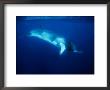 Minke Whale, Underwater, Queensland by Gerard Soury Limited Edition Print