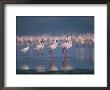 A Group Of Greater Flamingos Wade In The Shallow Water Of Lake Nakuru by Roy Toft Limited Edition Print