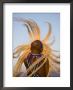 Intore Dancer Flicking His Hair, Rwanda by Ariadne Van Zandbergen Limited Edition Pricing Art Print