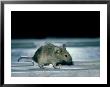 House Mouse, Mus Musculus by Liz Bomford Limited Edition Pricing Art Print