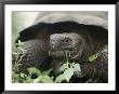 Alcedo Volcano Is Home To One Of The Largest Concentration Of Giant Galapagos Tortoises by Sam Abell Limited Edition Print