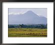 Laborers In A Rice Field Work In The Shadow Of A Volcano by Steve Raymer Limited Edition Print