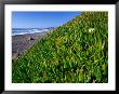 Succulents Along The San Simeon Coastline, San Simeon, California, Usa by Brent Winebrenner Limited Edition Print
