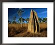 Termite Mounds In Grasslands, Hann River Crossing, Lakefield National Park, Australia by Trevor Creighton Limited Edition Print