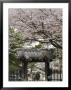 Old Couple Walking Through Gate Under Spring Cherry Tree Blossom, Kyoto, Japa, Asia by Chris Kober Limited Edition Print