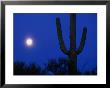 Moon And Silhouetted Cactus,Saguaro National Park, Arizona, Usa by Richard Cummins Limited Edition Print