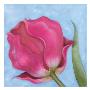 Raspberry Tulip I by Sophia Davidson Limited Edition Pricing Art Print