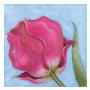 Raspberry Tulip I by Sophia Davidson Limited Edition Print
