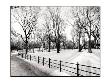 New York Grove Of Trees by Jason Graham Limited Edition Pricing Art Print