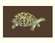 Tortoise Collector I by Chariklia Zarris Limited Edition Print