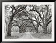 Oak Arches by Jim Morris Limited Edition Print