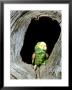 Yellow-Headed Parrot At Entrance Of Hole, Mexico by Patricio Robles Gil Limited Edition Print