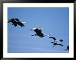 Sandhill Cranes (Grus Canadensis) In Flight by Elizabeth Delaney Limited Edition Print