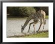 Masai Giraffe, Adult Bending Down To Drink From Lake, Tanzania by Mike Powles Limited Edition Print