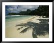 Palm Tree Shadows On A Beach With Gentle Surf And Mountain Backdrop by Bill Curtsinger Limited Edition Print