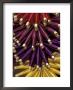 Colorful Spools Of Thread Hang In The Market, Fes, Morocco by John & Lisa Merrill Limited Edition Print