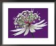 Astrantia (Masterwort), Flower On Purple Background by Steven Knights Limited Edition Pricing Art Print