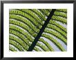 A Close View Of A Fern by George F. Mobley Limited Edition Print