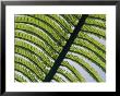 A Close View Of A Fern by George F. Mobley Limited Edition Pricing Art Print