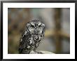 Close-Up Of An Owl by Vlad Kharitonov Limited Edition Print