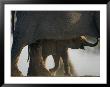 Baby Elephant Seen Beneath An Adult by Nicole Duplaix Limited Edition Pricing Art Print