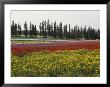 Cultivating Wildflowers On A Kibbutz In Springtime by Richard Nowitz Limited Edition Print