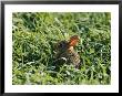 A Baby Cottontail Rabbit Sits Among The Clover by George F. Mobley Limited Edition Pricing Art Print