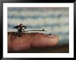 A Flea Pulls A Small Cart Along An Outstretched Finger by Nicole Duplaix Limited Edition Print