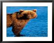 Brown Bear In Katmai National Park, Alaska, Usa by Dee Ann Pederson Limited Edition Print