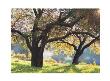 Altadena Morning by Paul Fortis Limited Edition Pricing Art Print