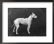 Champion Faultless An Early Example Of The Bull Terrier Breed by Thomas Fall Limited Edition Print