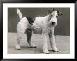 An Unidentified Dog by Thomas Fall Limited Edition Print