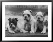 Three Bulldog Puppies Owned By Monkland by Thomas Fall Limited Edition Pricing Art Print