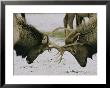 Sparring Elk by Robert Sisson Limited Edition Print