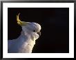 Sulfur Crested Cockatoo, Sydney Harbor, Australia by David Wall Limited Edition Print