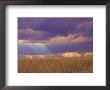 Sun Rays In The Afternoon Storm Clouds, Maasai Mara, Kenya by Joe Restuccia Iii Limited Edition Print