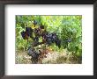 Ripe Grapes In The Vineyard, Domaine Pech-Redon, Coteaux Du Languedoc La Clape by Per Karlsson Limited Edition Pricing Art Print