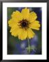 Plain Coreopsis, Marble Falls, Texas, Usa by Claudia Adams Limited Edition Print