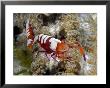 Imperial Shrimp On Sea Cucumber, Malaysia by David B. Fleetham Limited Edition Pricing Art Print