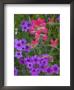 Phlox And Indian Paint Brush Near Devine, Texas, Usa by Darrell Gulin Limited Edition Print