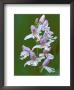 Close-Up Of Small Round-Leafed Orchis Orchids In Springtime, Upper Peninsula, Michigan, Usa by Mark Carlson Limited Edition Print