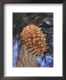 Close-Up Of Pine Cone Falling From A Ponderosa Pine Tree, Sierra Nevada Mountains, California, Usa by Christopher Talbot Frank Limited Edition Print