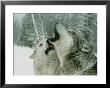 An Alpha Male Gray Wolf, Canis Lupus, Howls And The Beta Submits by Jim And Jamie Dutcher Limited Edition Print