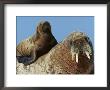 3-Month Old Walrus Calf Finds Refuge On Her Mother's Back by Paul Nicklen Limited Edition Print