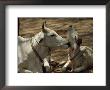 Brahman Cow Cleaning Her Calf by James L. Stanfield Limited Edition Print