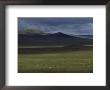 Mongol Herds Grazing, Mongolian People's Republic by James L. Stanfield Limited Edition Print
