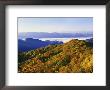 Forest In Autumn Color From Shot Beech Ridge, Great Smoky Mountains National Park, North Carolina by Dennis Flaherty Limited Edition Print