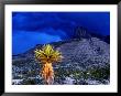 Yucca With Thunderstorm In Background, Guadalupe Mountains National Park, Texas by Holger Leue Limited Edition Print
