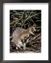 Tammar Wallaby With Ears Alert Browsing For Food Among The Grasses, Australia by Jason Edwards Limited Edition Print