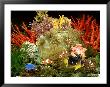 Community Of Marine Fish In An Aquarium Setting Of Live Invertebrate Decor by Max Gibbs Limited Edition Print